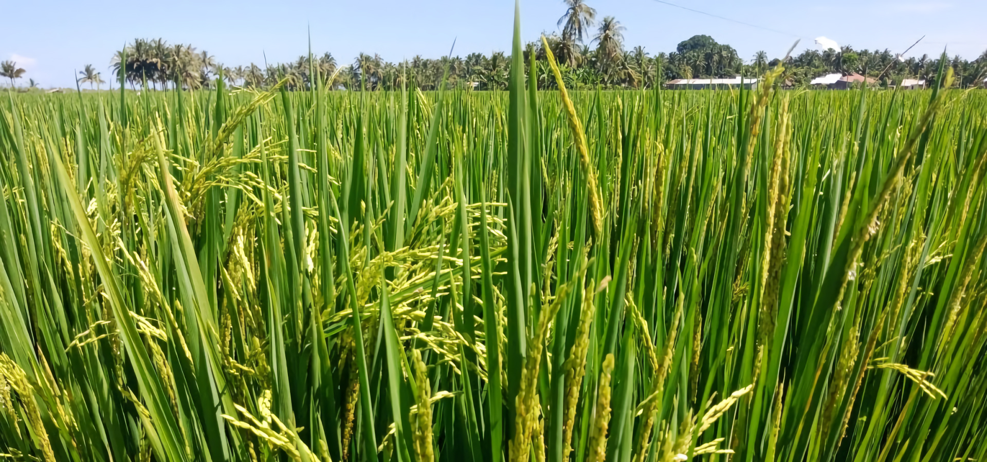 Pomal Tani Contact